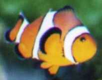 percula